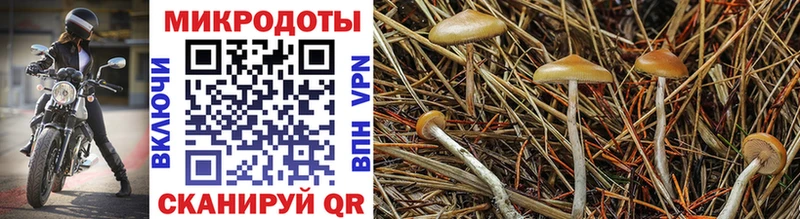 где купить наркотик Пестово Псилоцибиновые грибы Magic Shrooms